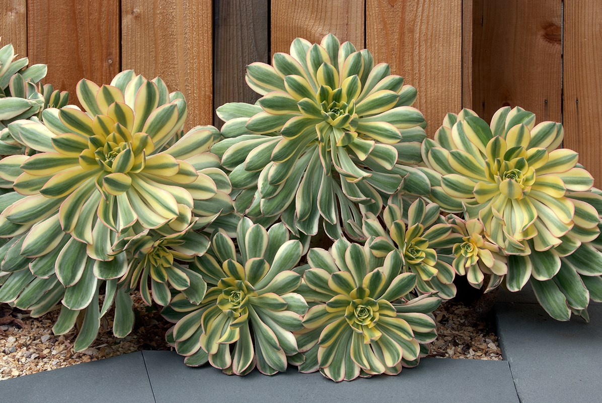 Gartenbedarf Verkäufe 2024 -Gartenbedarf Verkäufe 2024 Dingtalk 20240612174127