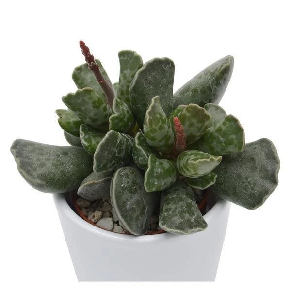 Adromischus Cooperi - 6cm 3 Adromischus Cooperi - 6cm