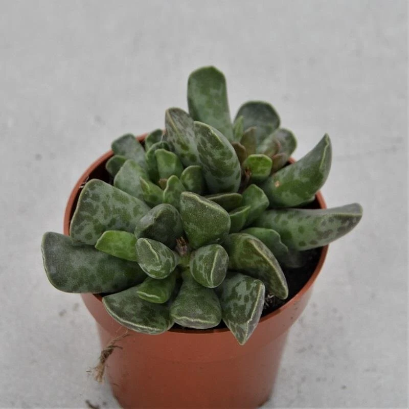 Adromischus Cooperi - 8,5cm 3 Adromischus Cooperi - 8,5cm