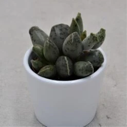 Adromischus Cooperi Var. Festivus - 6cm