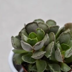 Adromischus Cristatus - 5,5cm