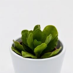 Adromischus Cristatus V. Mzimvubuensis - 5,5cm