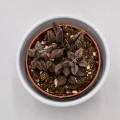 Gartenbedarf Verkäufe 2024 -Gartenbedarf Verkäufe 2024 adromischus marianiae cv coffee bean 8cm