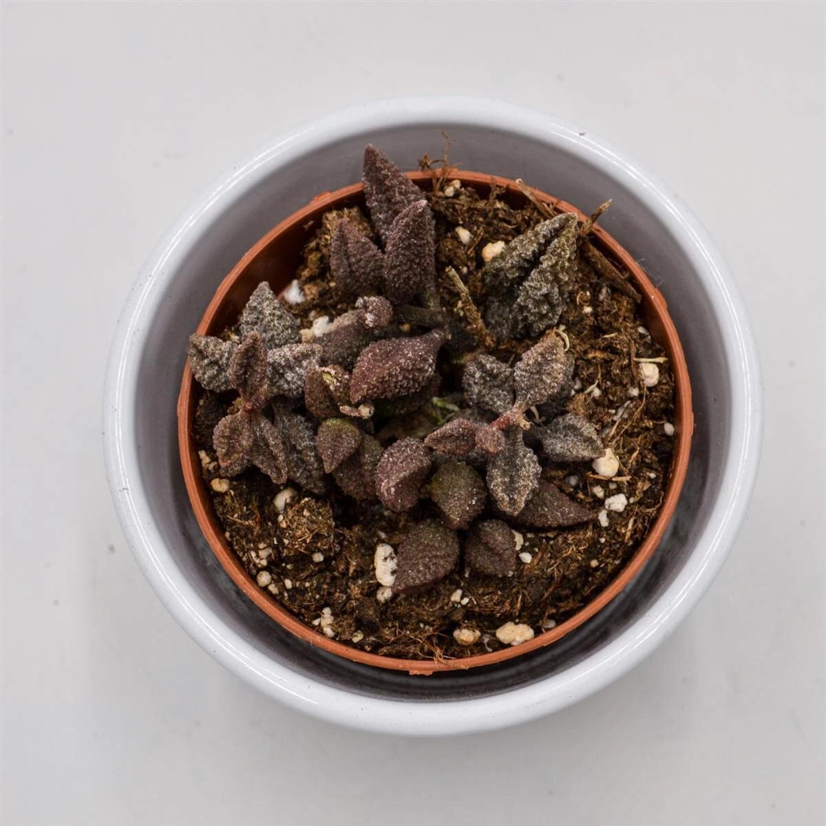 Adromischus Marianiae Cv. Coffee Bean - 8,5cm 4 Adromischus Marianiae Cv. Coffee Bean - 8,5cm - Image 2