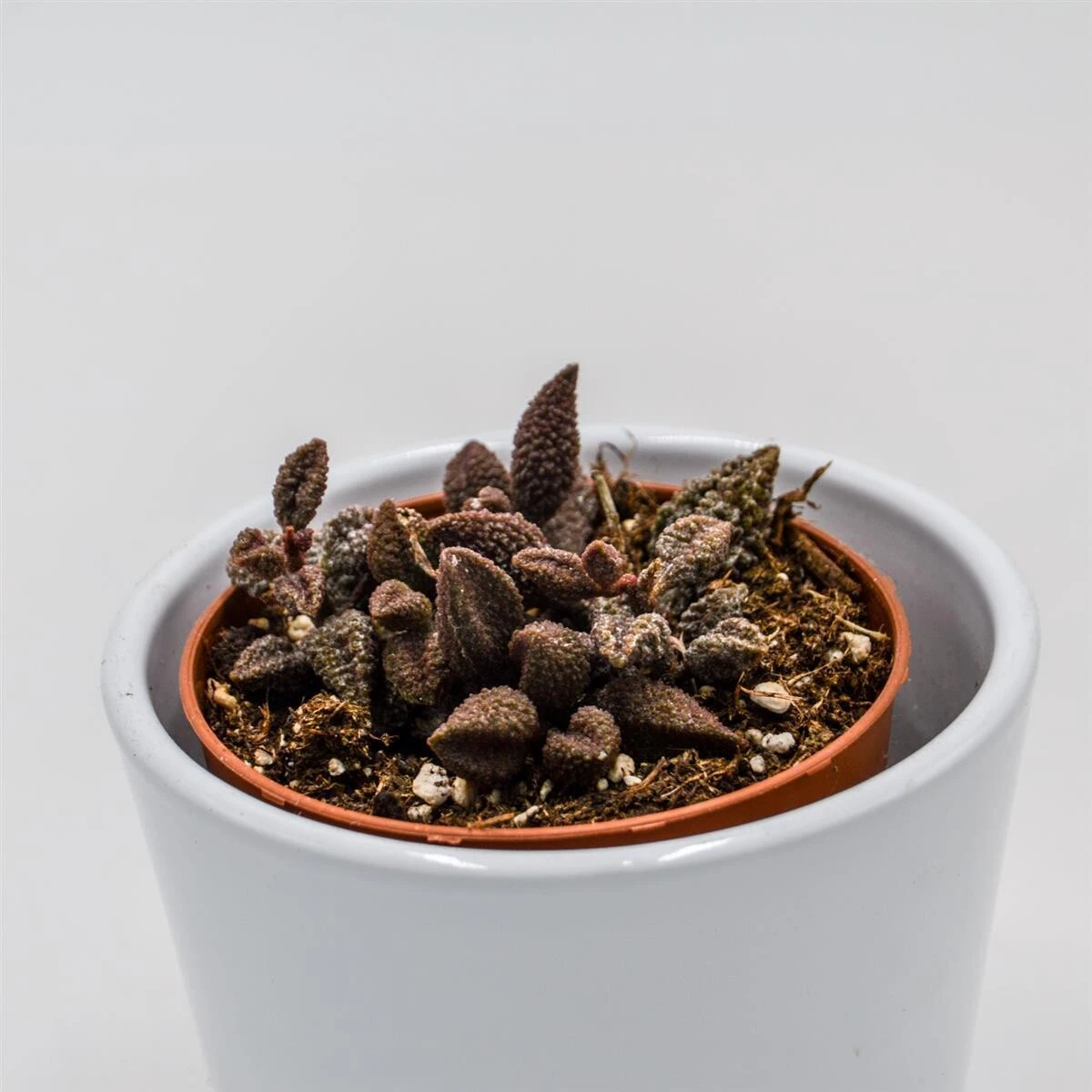 Adromischus Marianiae Cv. Coffee Bean - 8,5cm 3 Adromischus Marianiae Cv. Coffee Bean - 8,5cm