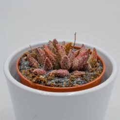Gartenbedarf Verkäufe 2024 -Gartenbedarf Verkäufe 2024 adromischus marianiae var antidorcatum 8cm