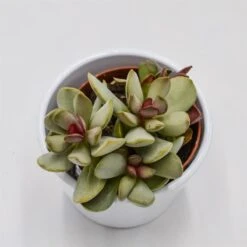 Gartenbedarf Verkäufe 2024 -Gartenbedarf Verkäufe 2024 adromischus pink blush 8cm