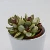 Adromischus Pink Blush - 8,5cm -Gartenbedarf Verkäufe 2024 adromischus pink blush 8cm2