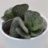 Adromischus Trigynus - 8,5cm 1 Adromischus Trigynus - 8,5cm -Gartenbedarf Verkäufe 2024 adromischus trigynus 8cm