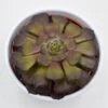 Aeonium Arboreum Velours - 10,5cm -Gartenbedarf Verkäufe 2024 aeonium arboreum velours 10cm