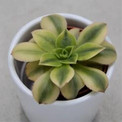 Aeonium Decorum Sunburst - 5,5cm