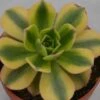 Aeonium Decorum Sunburst - 8,5cm