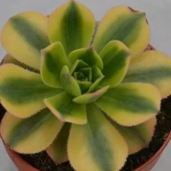 Aeonium Decorum Sunburst - 8,5cm