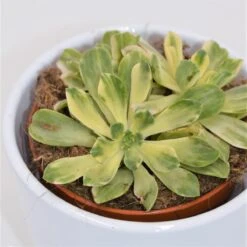Aeonium Domesticum F. Variegata - 8,5cm