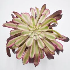 Aeonium Mardi Gras - 10,5cm