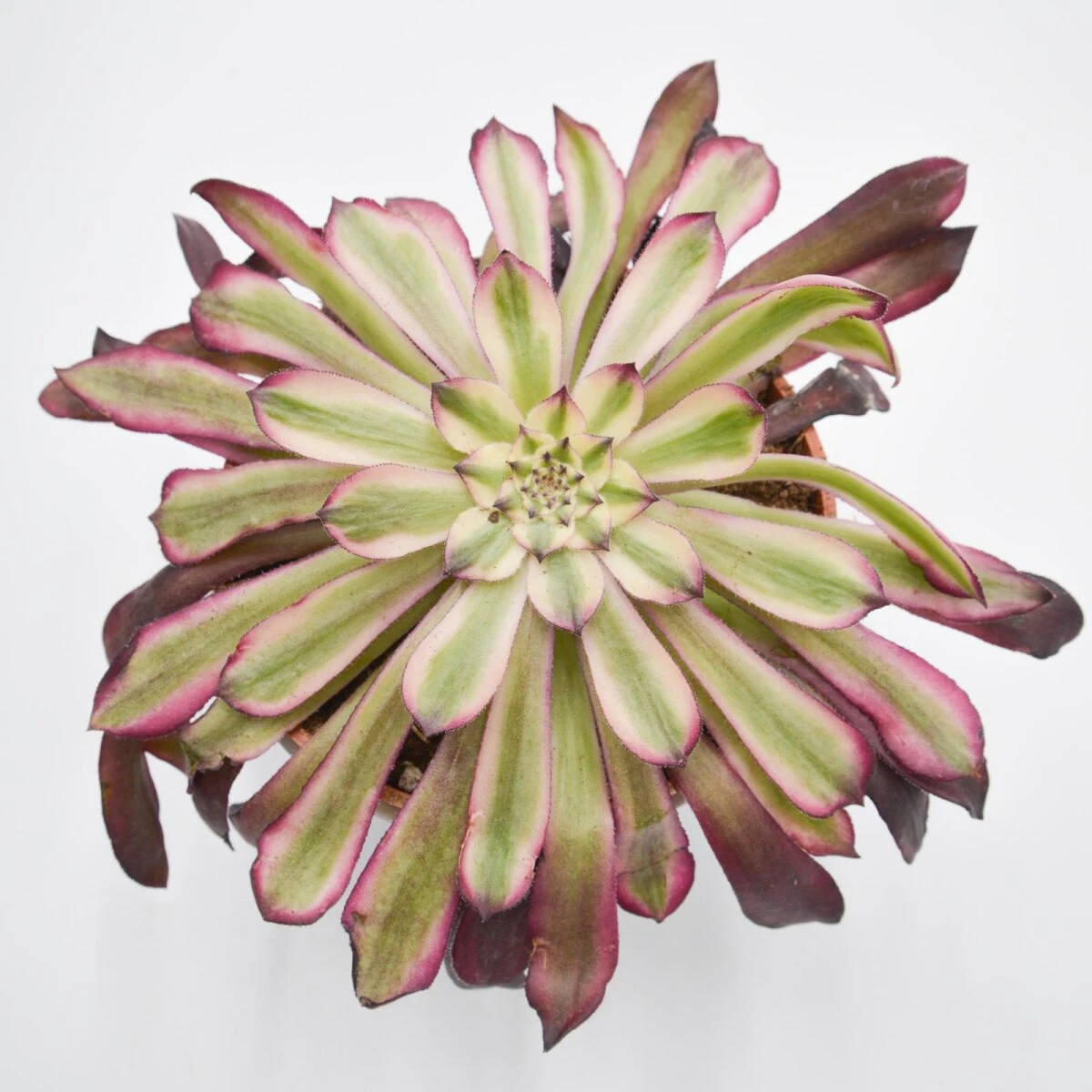 Aeonium Mardi Gras - 10,5cm 3 Aeonium Mardi Gras - 10,5cm