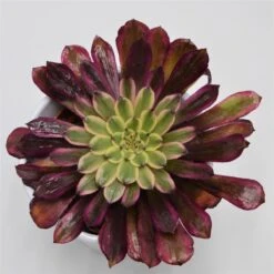 Aeonium Mardi Gras - 10,5cm 8 Aeonium Mardi Gras - 10,5cm -Gartenbedarf Verkäufe 2024 aeonium mardi gras 10cm4