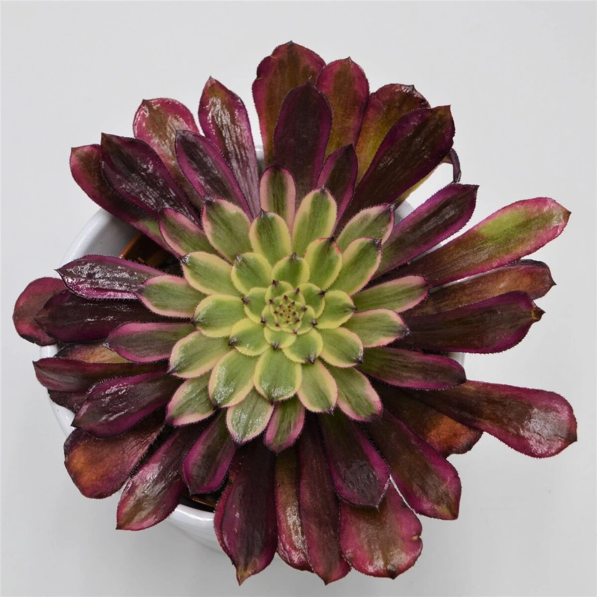 Aeonium Mardi Gras - 10,5cm 5 Aeonium Mardi Gras - 10,5cm - Image 3