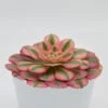 Aeonium Pink Witch- 12cm 1 Aeonium Pink Witch- 12cm -Gartenbedarf Verkäufe 2024 aeonium pink witch 12cm2