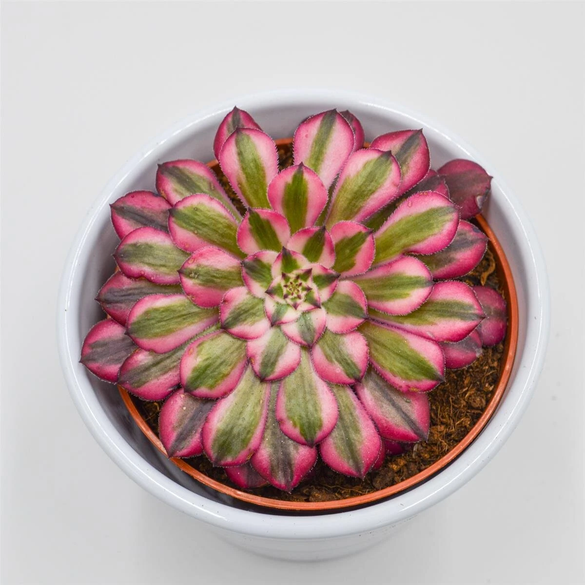 Aeonium Venus F. Variegata - 10,5cm 4 Aeonium Venus F. Variegata - 10,5cm - Image 2