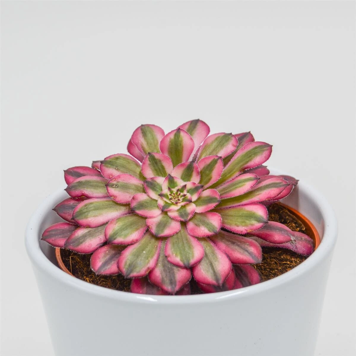 Aeonium Venus F. Variegata - 10,5cm 3 Aeonium Venus F. Variegata - 10,5cm