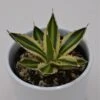 Agave Lophantha Quadricolor - 9cm -Gartenbedarf Verkäufe 2024 agave lophantha quadricolor 9cm