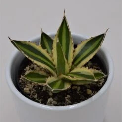 Agave Lophantha Quadricolor - 9cm