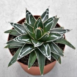 Agave Victoriae-reginae - 14cm