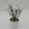 Albuca Spiralis Fizzle Sizzle - 12cm -Gartenbedarf Verkäufe 2024 albuca spiralis fizzle sizzle 12cm4