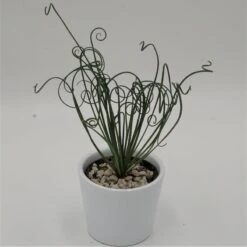 Albuca Spiralis Fizzle Sizzle - 12cm