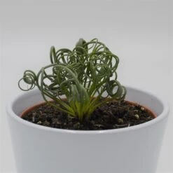 Albuca Spiralis Fizzle Sizzle - 12cm -Gartenbedarf Verkäufe 2024 albuca spiralis fizzle sizzle 12cm6
