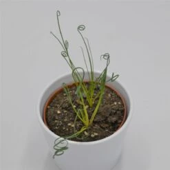 Albuca Spiralis Fizzle Sizzle - 12cm -Gartenbedarf Verkäufe 2024 albuca spiralis fizzle sizzle 12cm7