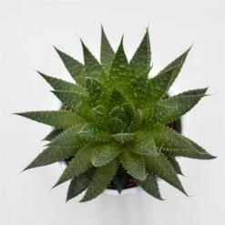 Aloe Akila - 10,5cm