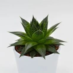 Aloe Ami - 10,5cm