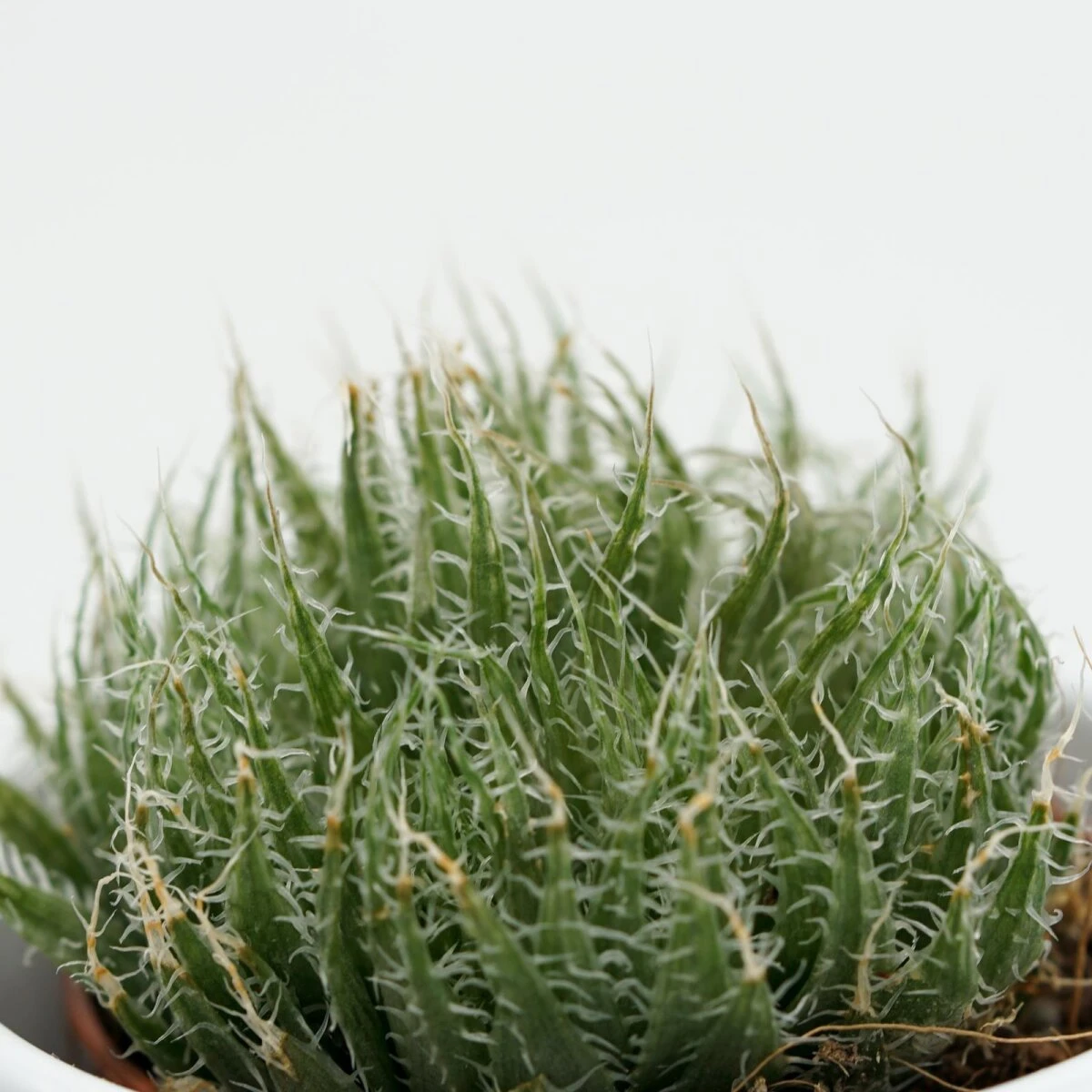 Aloe Arachnoidea - 5,5cm 5 Aloe Arachnoidea - 5,5cm - Image 3