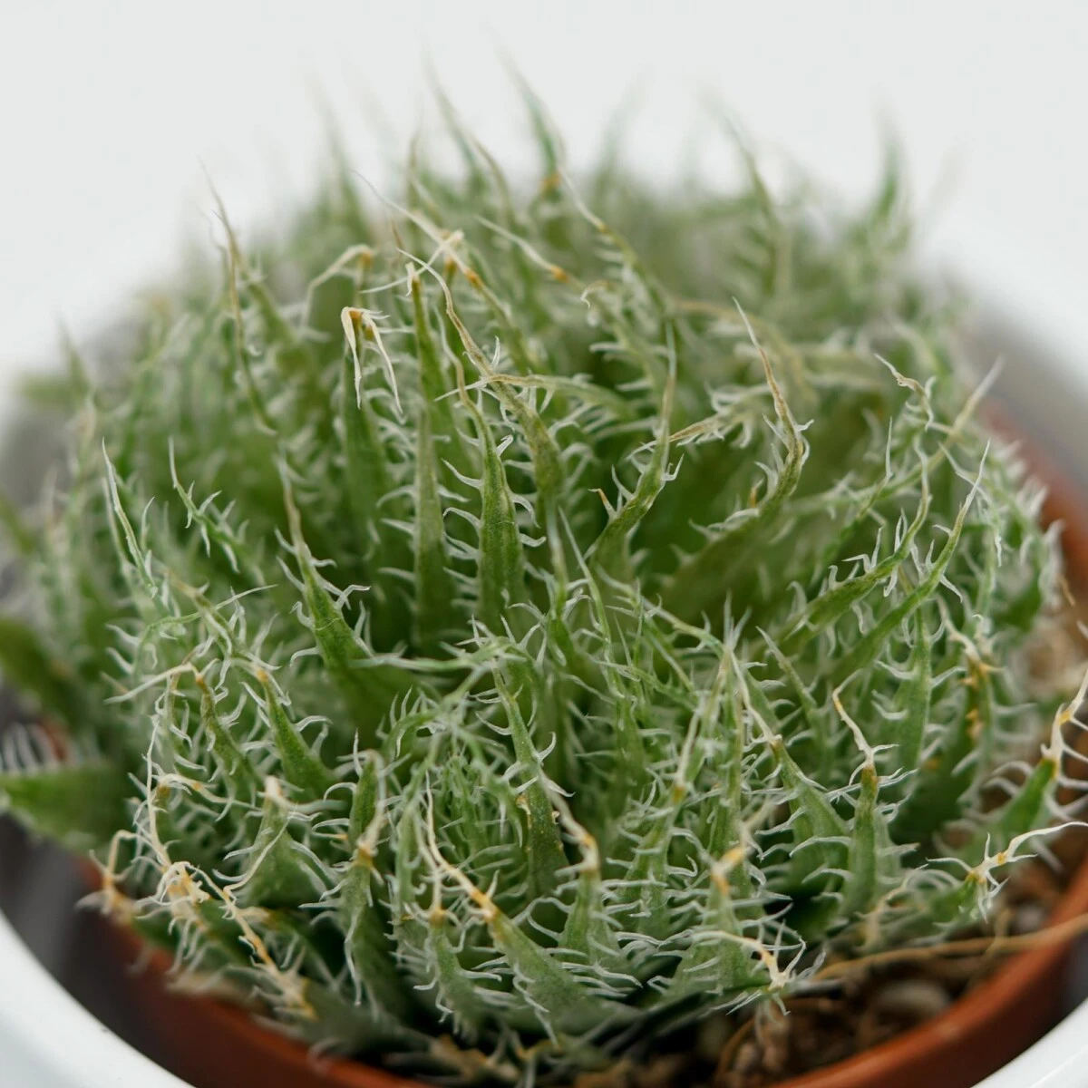 Aloe Arachnoidea - 5,5cm 4 Aloe Arachnoidea - 5,5cm - Image 2