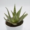 Aloe Carola - 10,5cm -Gartenbedarf Verkäufe 2024 aloe carola 10cm