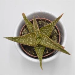 Aloe Contina - 5,5cm