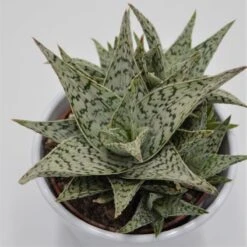 Aloe Doran Black - 10,5cm