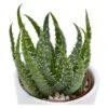 Aloe Humilis - 6cm -Gartenbedarf Verkäufe 2024 aloe humilis 6cm
