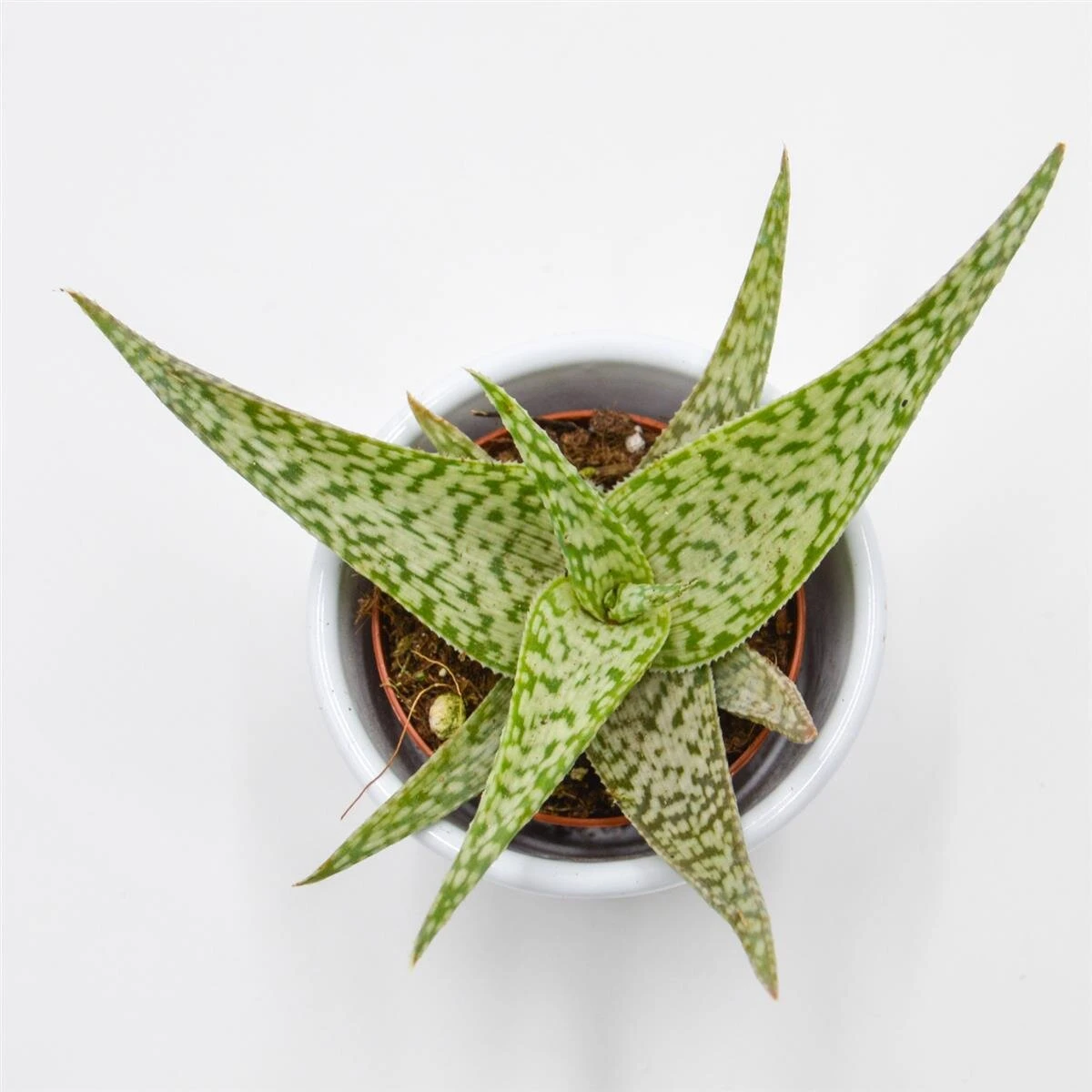 Aloe Rauhii Snowflake - 5,5cm 3 Aloe Rauhii Snowflake - 5,5cm