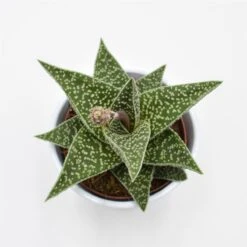 Aloe Somaliensis - 10,5cm