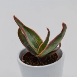 Aloe Striata - 5,5cm