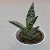 Aloe Variegata - 8,5cm