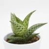 Aloe Tribal - 10,5cm -Gartenbedarf Verkäufe 2024 aloe variegata tribal 10cm2