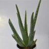 Aloe Vera - 12cm -Gartenbedarf Verkäufe 2024 aloe vera 12cm