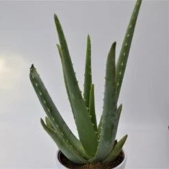 Aloe Vera - 12cm