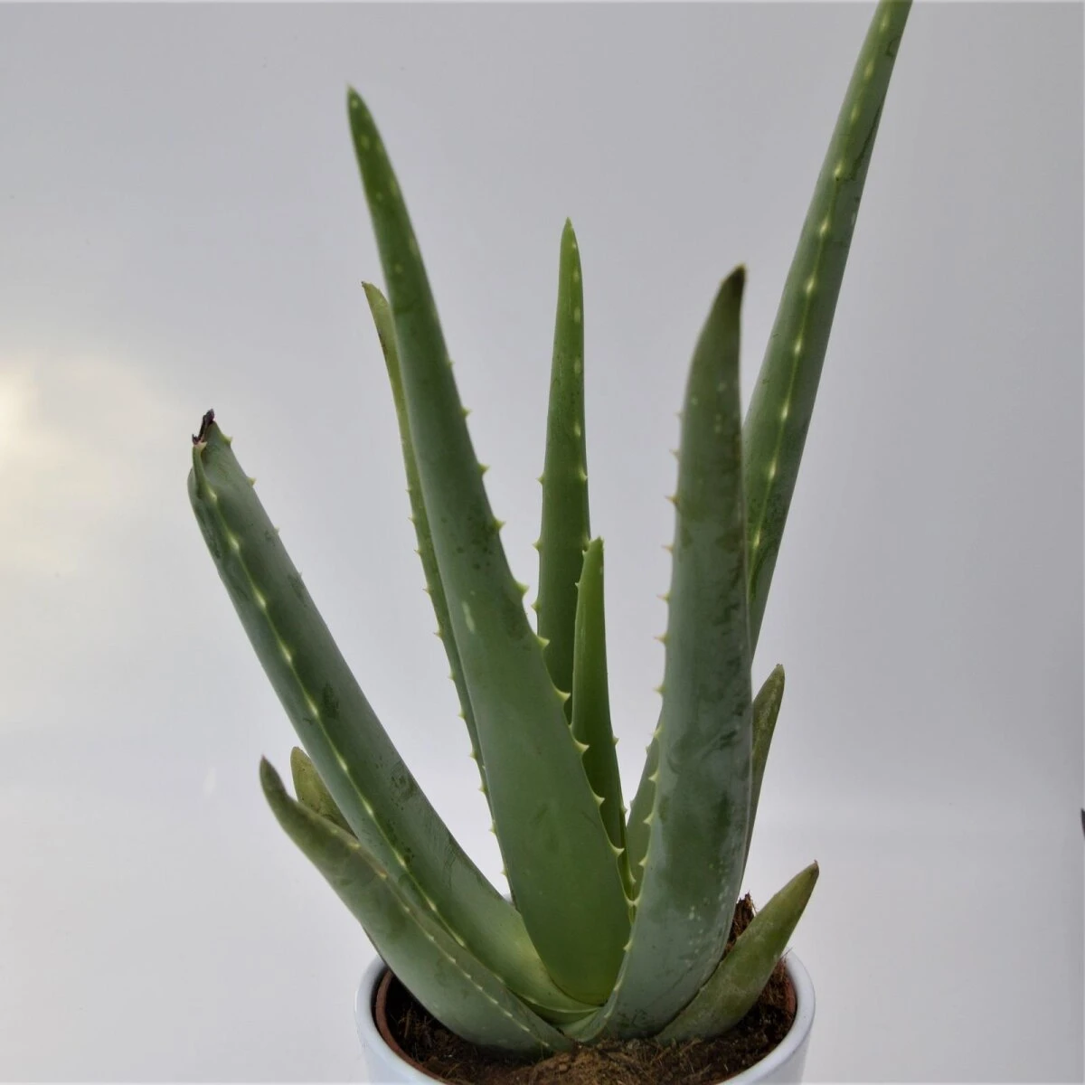 Aloe Vera - 12cm 3 Aloe Vera - 12cm