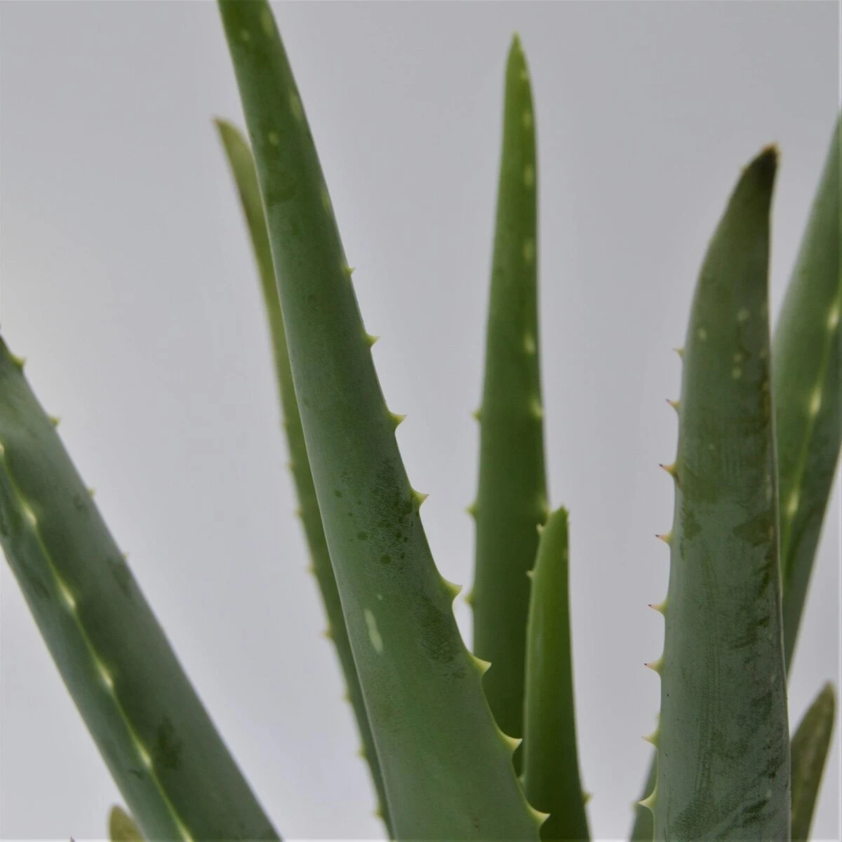 Aloe Vera - 12cm 4 Aloe Vera - 12cm - Image 2