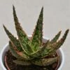 Aloe Zebrina Dannyz - 10,5cm 2 Aloe Zebrina Dannyz - 10,5cm -Gartenbedarf Verkäufe 2024 aloe zebrina dannyz 10cm